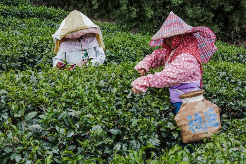 福源茶廠 攝影：桃園市政府觀光旅遊局 提供