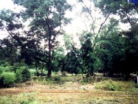 瑞竹竹類標本園<br/> 攝影：南投縣政府