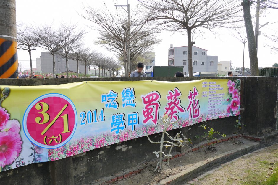 學甲蜀葵花文化節 攝影：三井