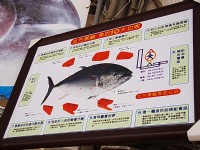 北方黑鮪魚的10大功效<br/> 攝影：鄭惠文