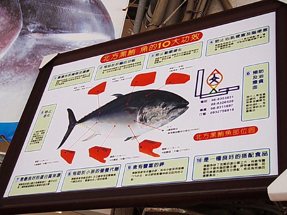 北方黑鮪魚的10大功效 攝影：鄭惠文