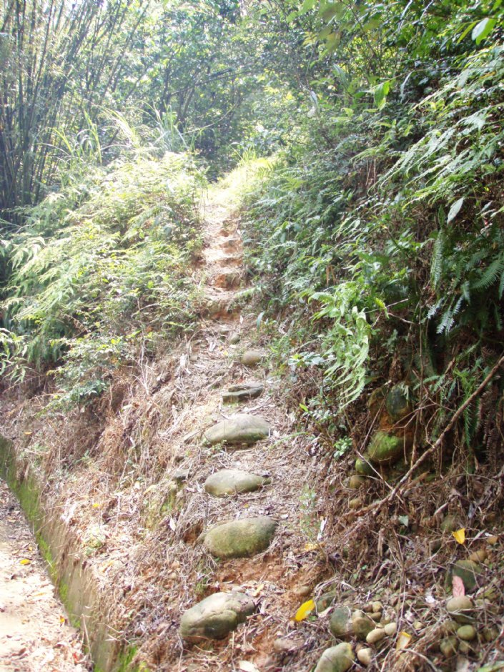 山林小徑 攝影：鄭瑄頤