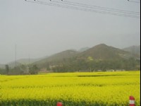 油菜花田-03<br/> 攝影：星盟旅行社