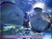 大洋池餵食秀<br/> 攝影：遠雄海洋公園 提供