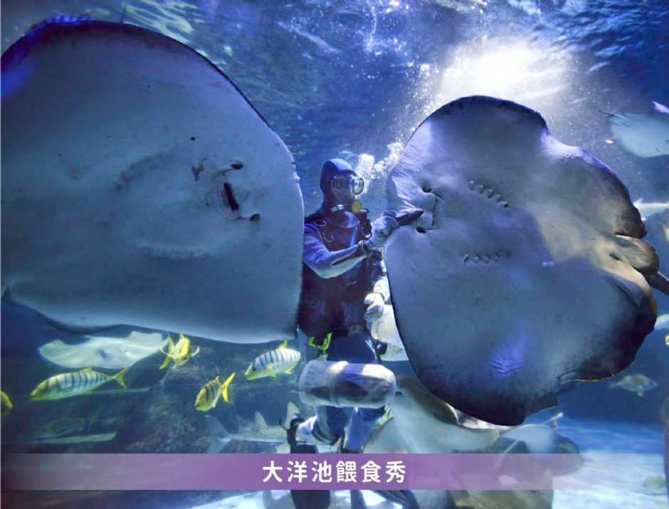 大洋池餵食秀 攝影：遠雄海洋公園 提供