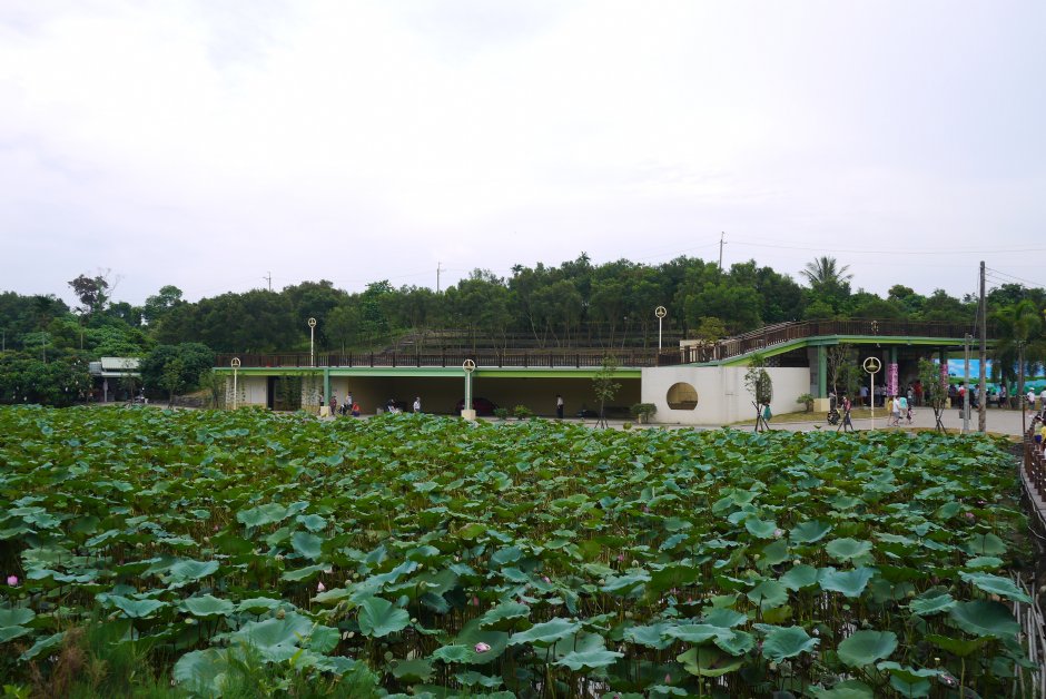 台南白河蓮花公園 攝影：三井