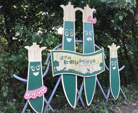 淡水河紅樹林自然保留區 攝影：紅樹林生態教育館 提供