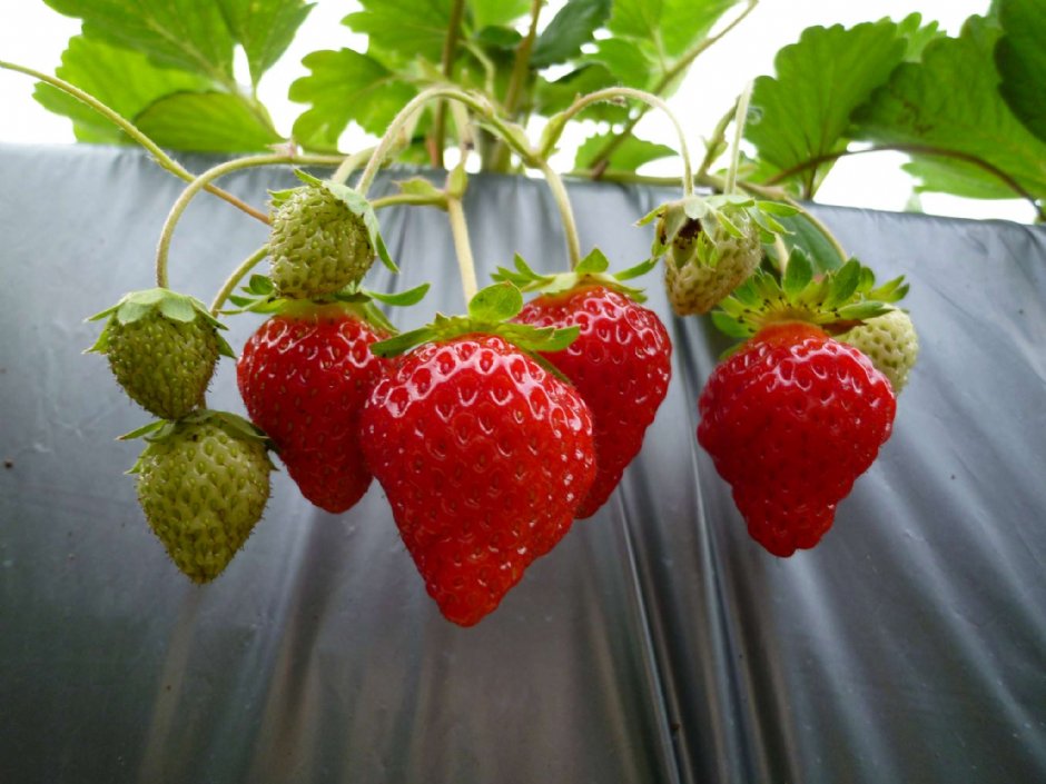 Photo:陳皮梅