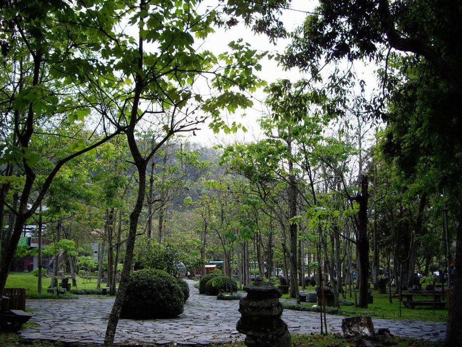 油桐林園 攝影：老山羊部落格