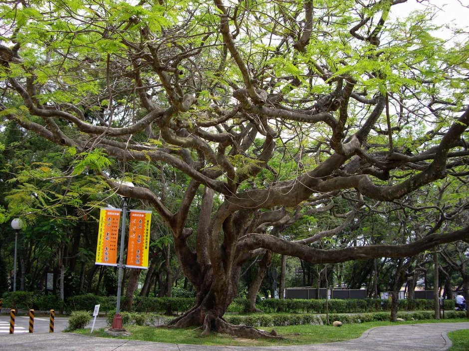 糾纏錯結的大榕樹 攝影：老山羊部落格