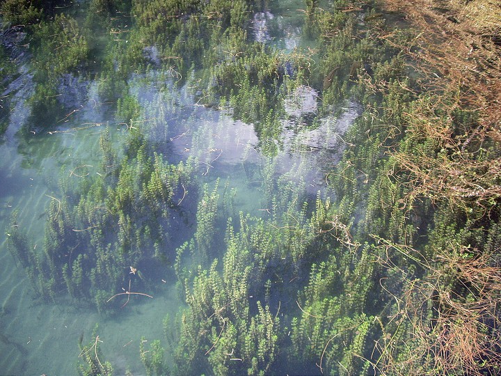 琵琶湖湖水清徹 攝影：Eva隨手拍