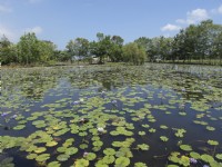 蓮城蓮花園<br/> 攝影：圖片來源_花蓮縣觀光資訊網