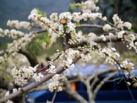 烏松崙百花盛開<br/> 攝影：Eva隨手拍