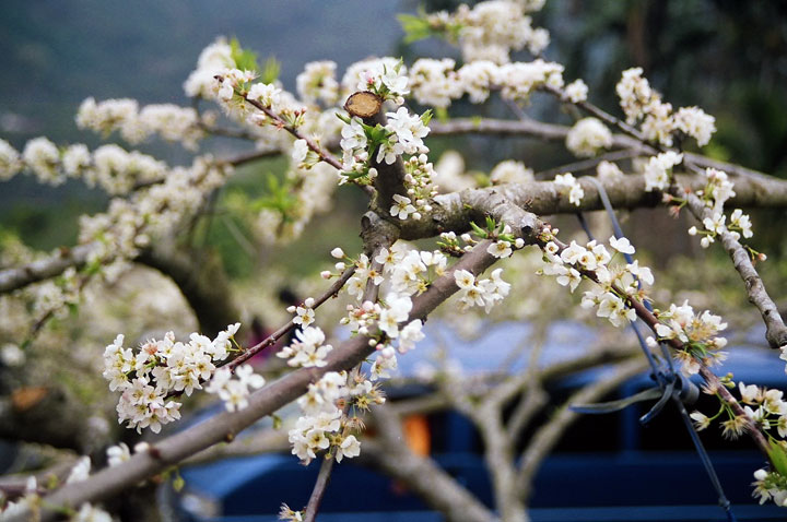 烏松崙百花盛開 攝影：Eva隨手拍