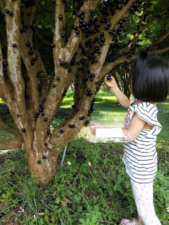 嘉寶果農場 攝影：果寶歡酵觀光工廠