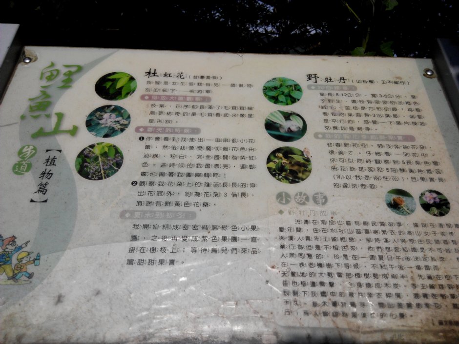鯉魚山 攝影：Lu