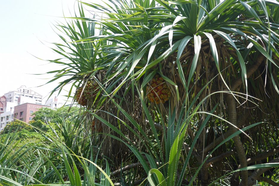 原生植物園 攝影：三井