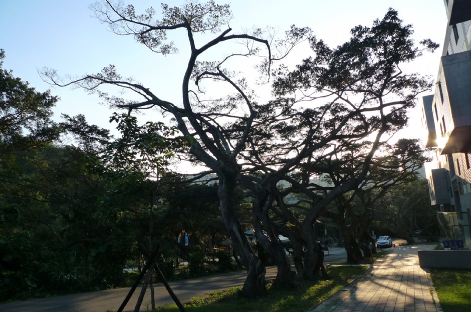 容軒步道 攝影：Eva隨手拍