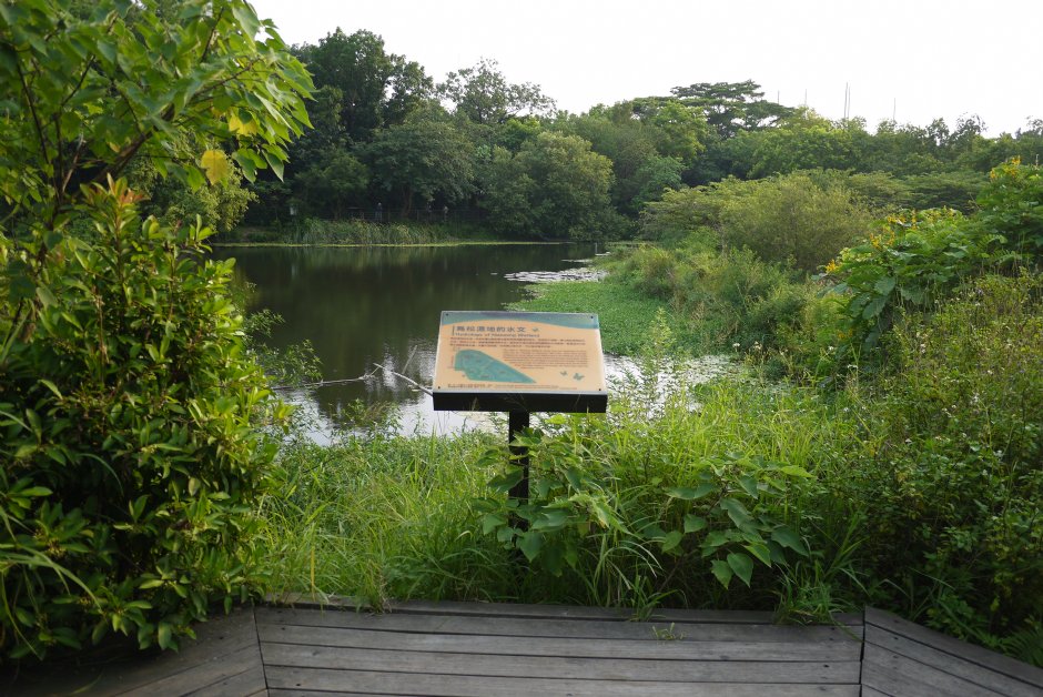 鳥松濕地公園 攝影：三井