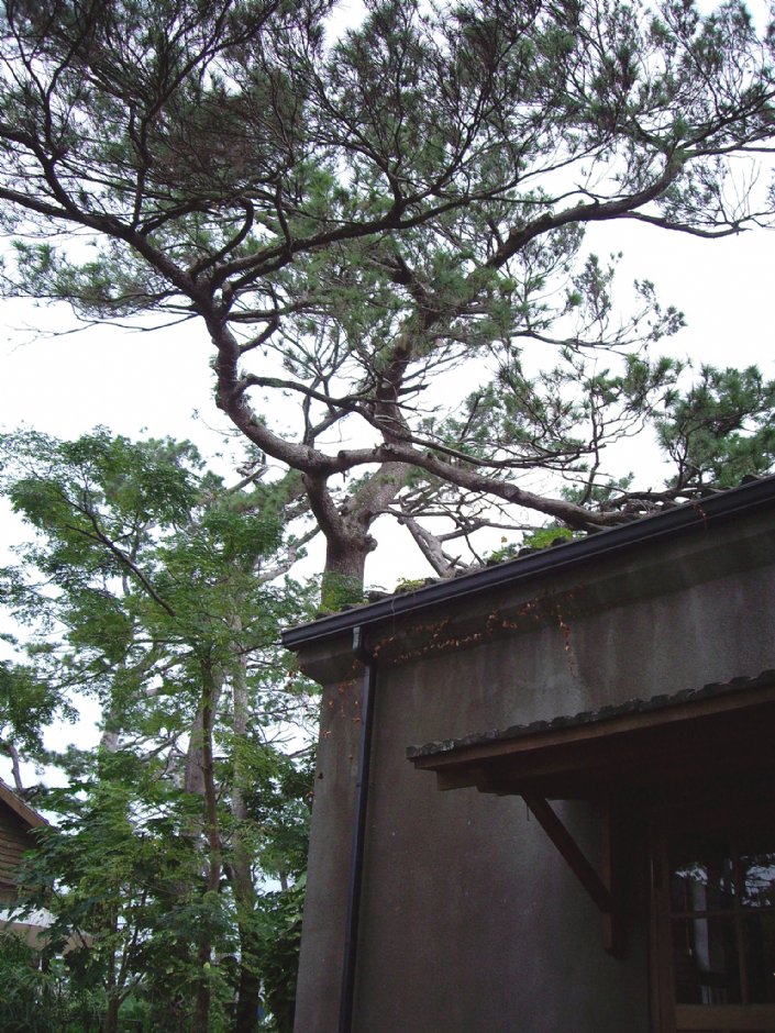 松園別館 攝影：Eva隨手拍