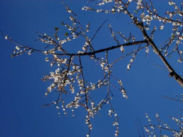 藍天白梅 攝影：老山羊