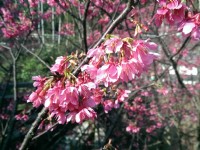 基隆中正公園賞櫻<br/> 攝影：Eva隨手拍