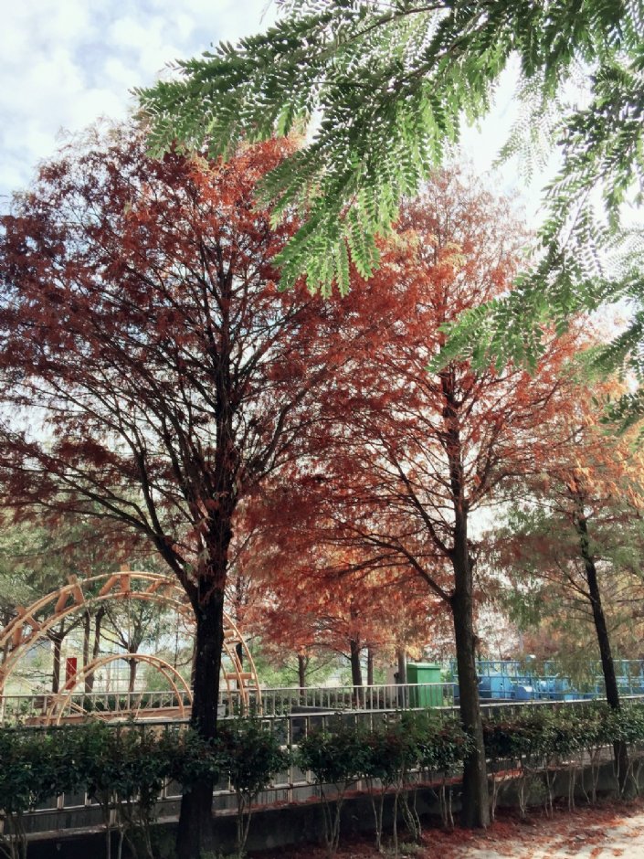 水圳旁落羽松是人氣景點 攝影：Hoda 提供