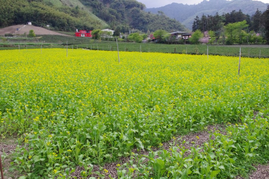 草坪頭玉山觀光茶園 攝影：Eva隨手拍