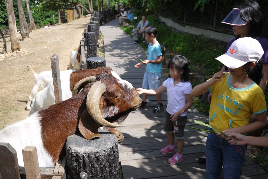 壽山動物園兒童牧場 攝影：三井