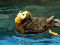 鳳頭海鸚鵡<br/> 攝影：國立海洋生物博物館
