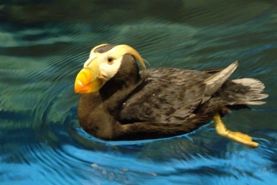 鳳頭海鸚鵡 攝影：國立海洋生物博物館