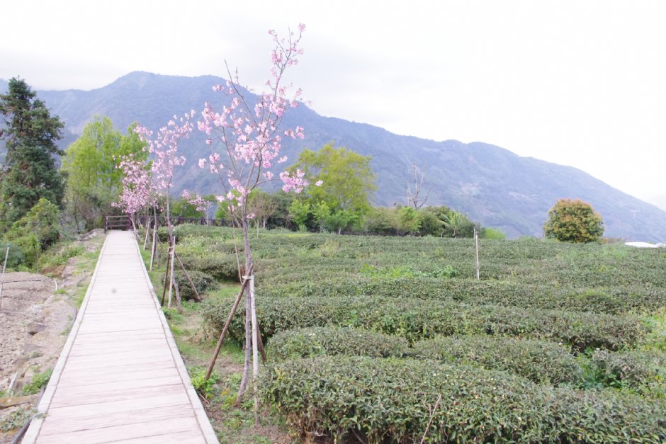草坪頭玉山觀光茶園 攝影：Eva隨手拍