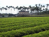 茶園<br/> 攝影：老山羊部落格
