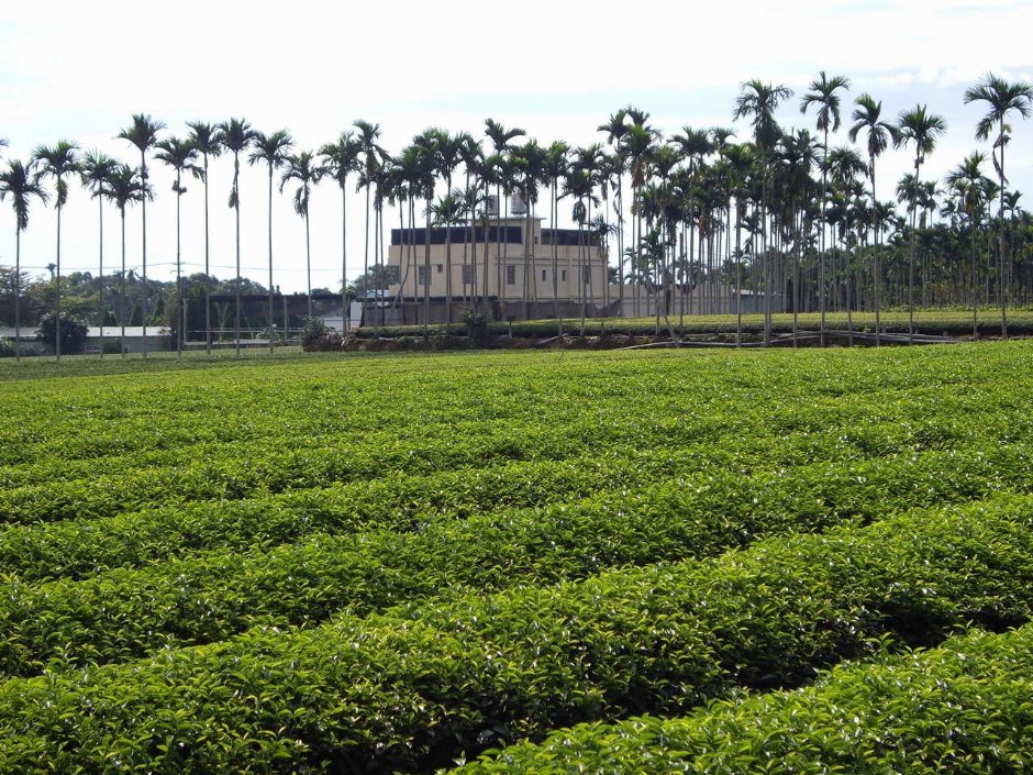 茶園 攝影：老山羊部落格