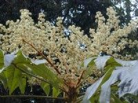 花開<br/> 攝影：老山羊