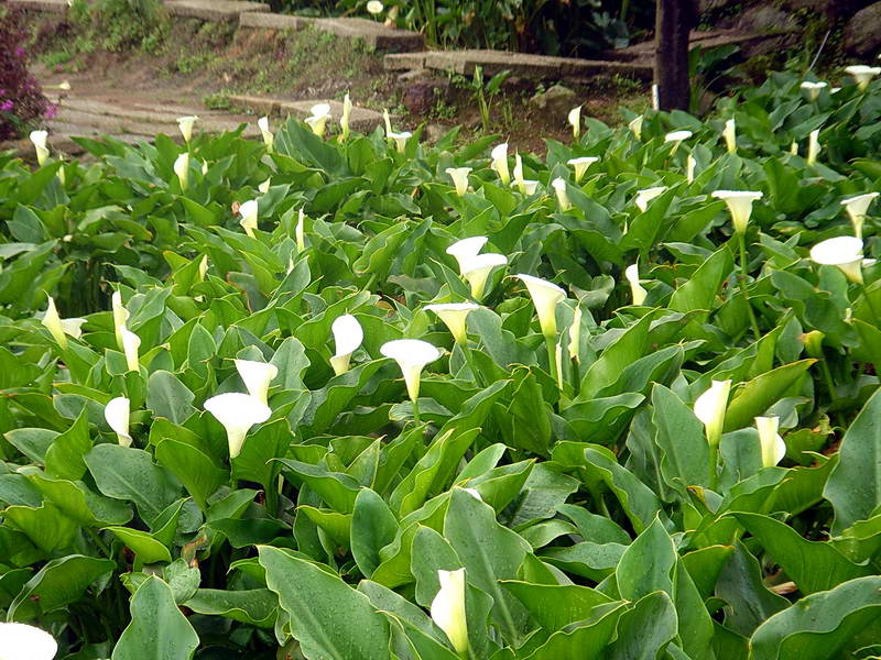 翠綠和白皙的海芋 攝影：陳美吟