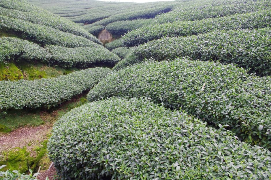 八卦茶园 摄影：Eva隨手拍