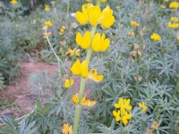 魯冰花盛開<br/> 攝影：Eva隨手拍