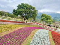 北投社三層崎公園大片花海被譽為台版富良野<br/> 攝影：Eva隨手拍