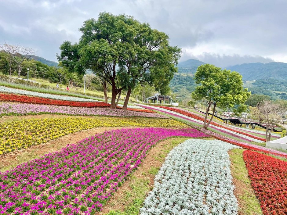 北投社三層崎公園大片花海被譽為台版富良野 攝影：Eva隨手拍