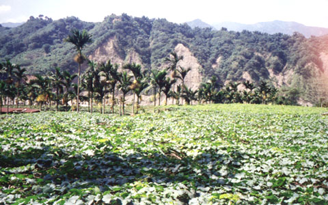 豐丘葡萄觀光果園一景 攝影：南投縣政府