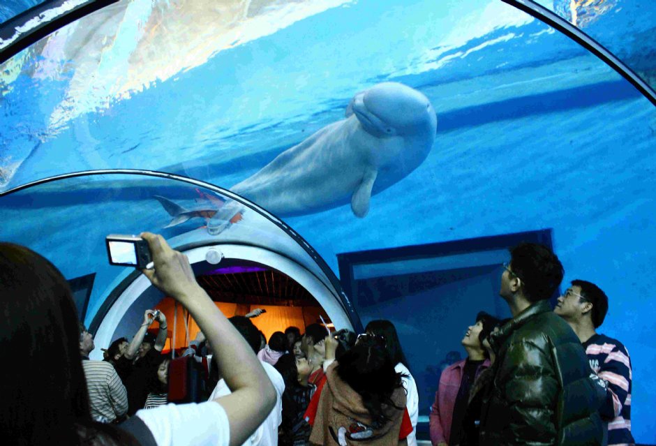 珊瑚王國館之小白鯨 攝影：國立海洋生物博物館