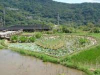 后湖湿地-同心池<br/> 摄影：陳美吟