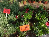 勞工公園假日花市<br/> 攝影：三井