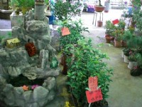 桂花與流水造景<br/> 攝影：amo