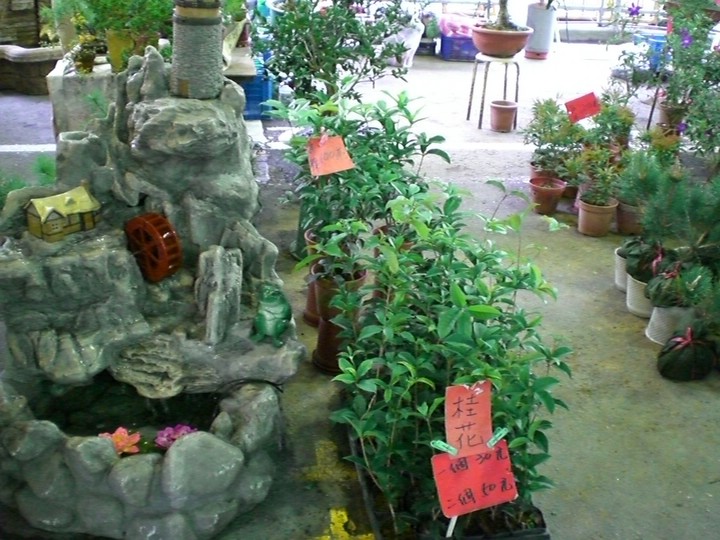 桂花與流水造景 攝影：amo