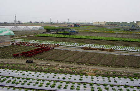 花壇一景2 攝影：鄭惠文