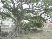 吳鳳成仁地<br/> 攝影：郭香妙
