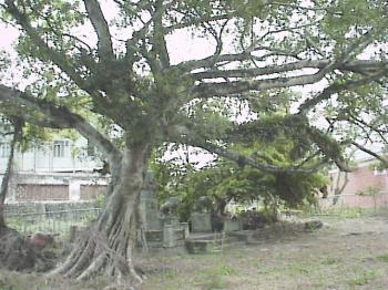 吳鳳成仁地 攝影：郭香妙