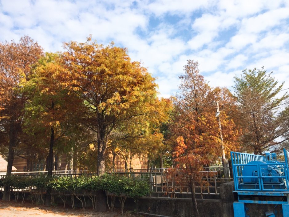 水圳旁落羽松是人氣景點 攝影：Hoda 提供